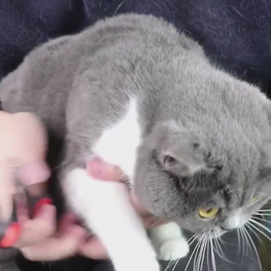 Trimming a cat's claws with the pet nail clipper