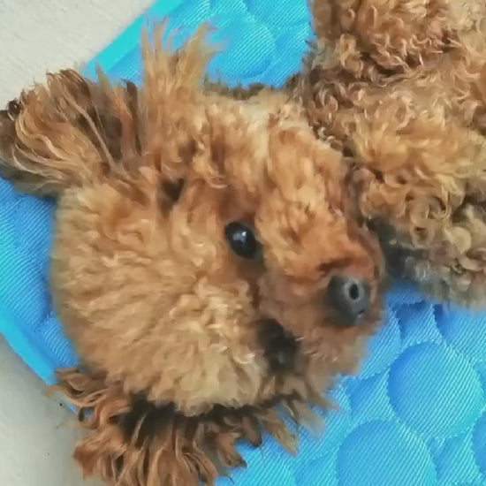 A poodle lying on the cool-touch pet mat
